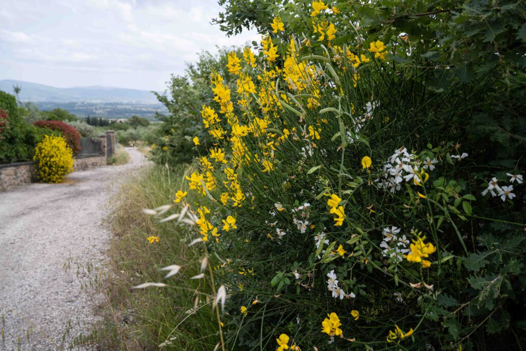 Blick in die Naturvielfalt mit Biodiversität auf den Demeterhof Fattoria La vialla in der Toskana in Italien