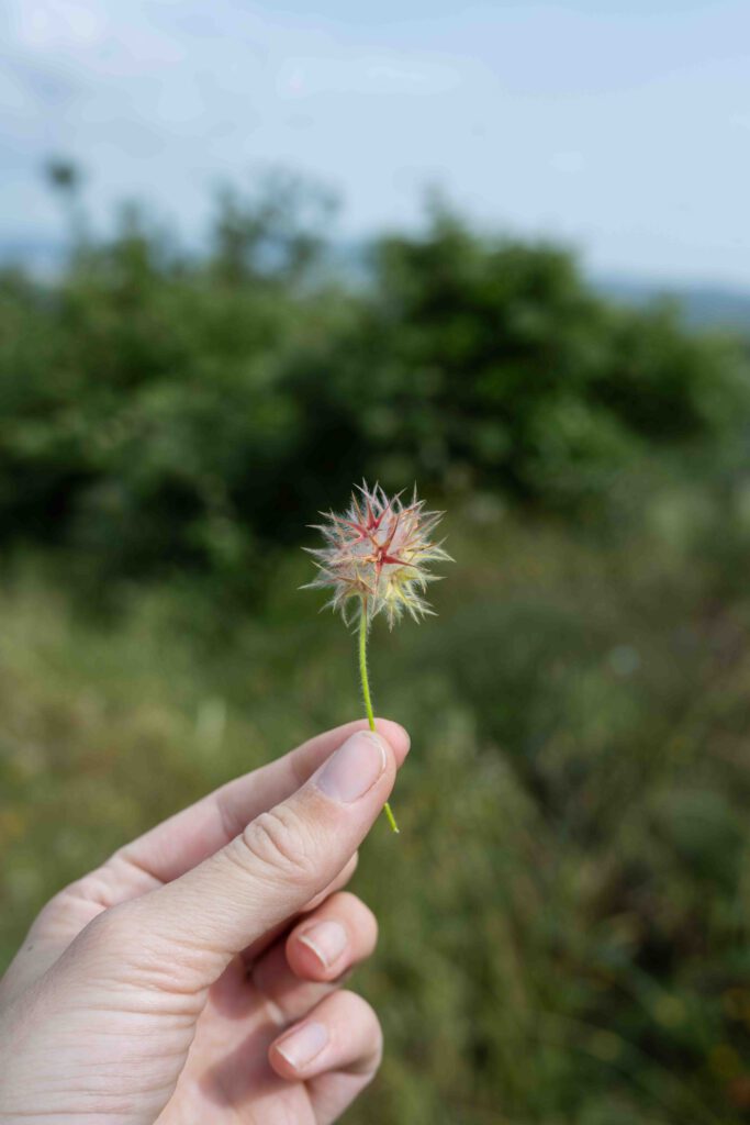 Blick in die Naturvielfalt mit Biodiversität auf den Demeterhof Fattoria La vialla in der Toskana in Italien