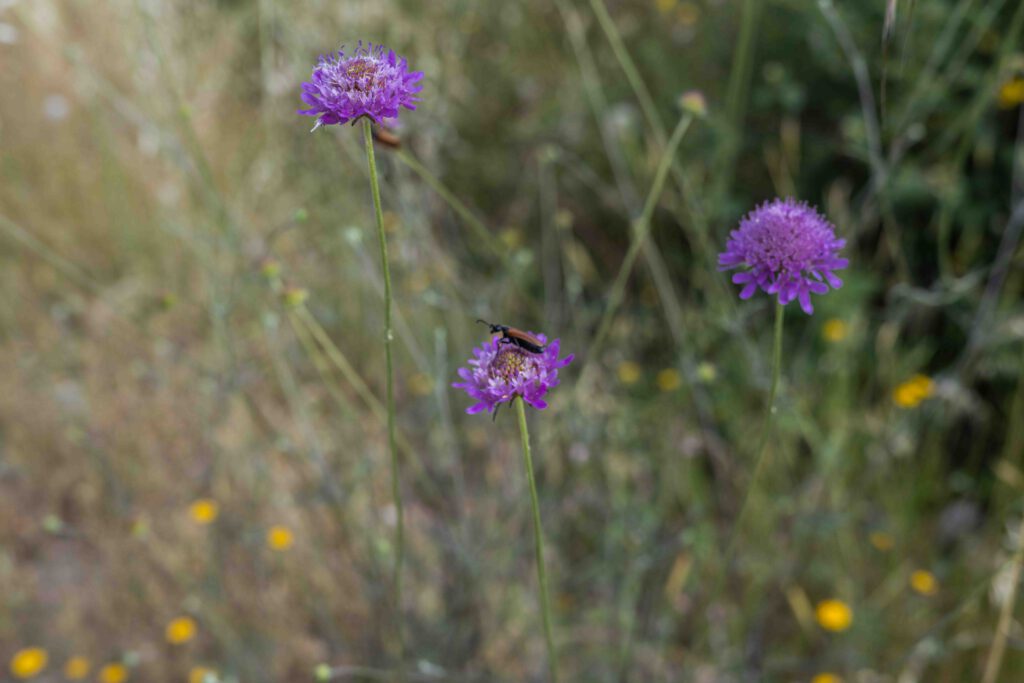 Blick in die Naturvielfalt mit Biodiversität auf den Demeterhof Fattoria La vialla in der Toskana in Italien