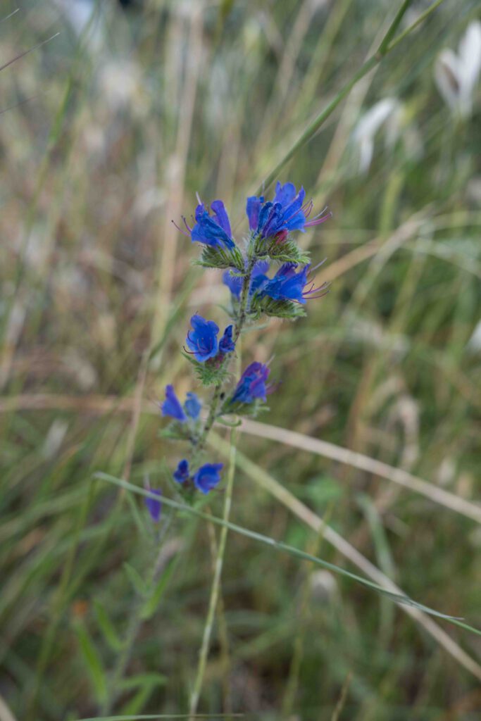 Blick in die Naturvielfalt mit Biodiversität auf den Demeterhof Fattoria La vialla in der Toskana in Italien