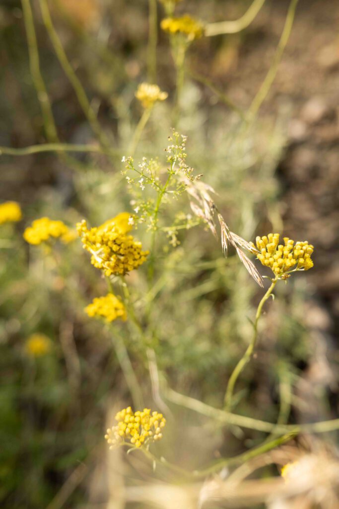 Blick in die Naturvielfalt mit Biodiversität auf den Demeterhof Fattoria La vialla in der Toskana in Italien