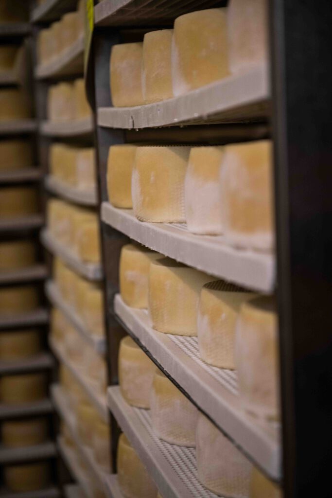 Blick in die Käserei bei der Produktion von Pecorino Käse von dem Demeterhof Fattoria La vialla in der Toskana in Italien