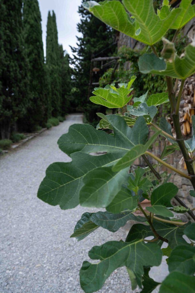 Blick auf die Straße mit Feigenbaum von dem Demeterhof Fattoria La vialla in der Toskana in Italien